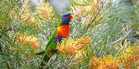 Wildlife gardening