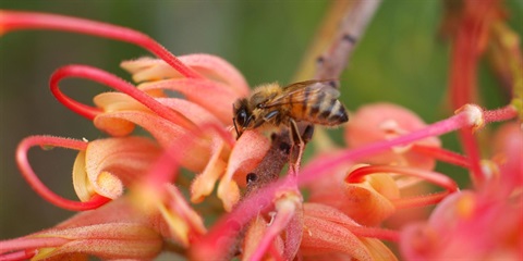 Bee.jpg