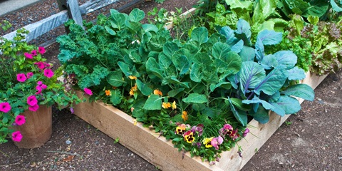 Companion Planting.jpg